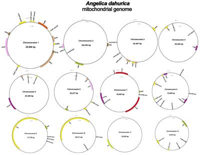 Complete mitochondrial genome of Angelica dahurica and its implications on evolutionary analysis of complex mitochondrial genome architecture in Apiaceae